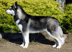 250px-Siberian-husky