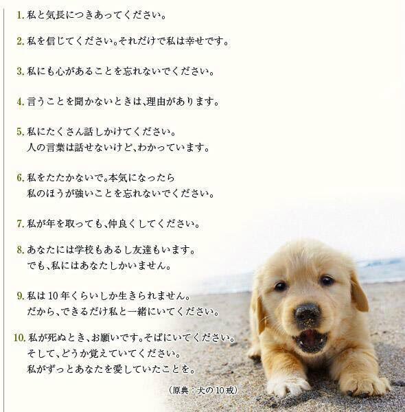 犬 忘れないでください 私の方が強いということを どうぶつちゃんねる