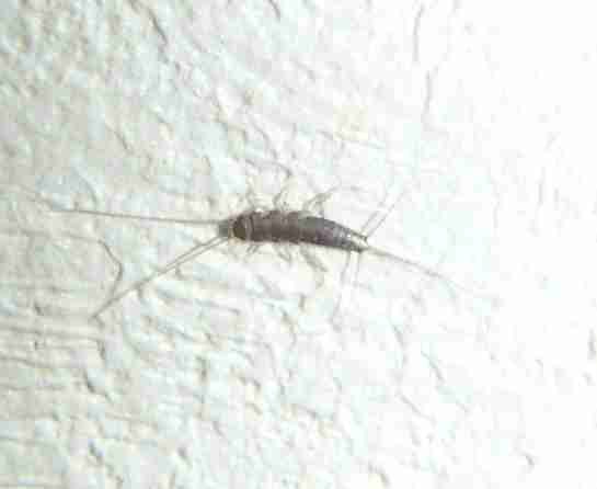 最高のマインクラフト ベスト50 紙魚 一匹いたら