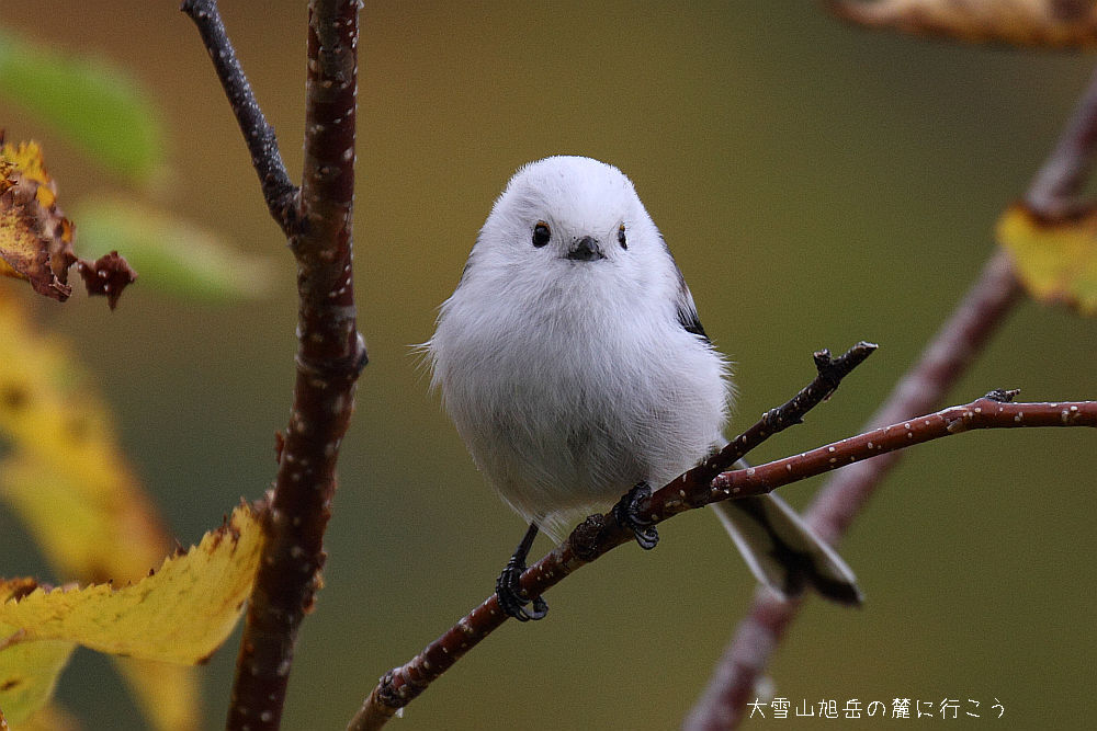 萌え死に注意 シマエナガ という小鳥が反則級の可愛さｗｗｗｗｗ 画像あり どうぶつちゃんねる