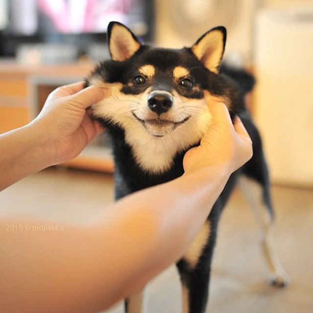 柴犬とかいうアホヅラしたイッヌwwwwwwwwwww どうぶつちゃんねる 柴犬とかいうアホヅラしたイッヌwwwwwwwwwww どうぶつちゃんねる