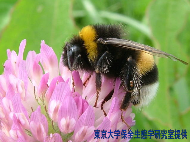 悲報 ワイ クマバチの可愛さを布教するも認められず泣くｗｗｗｗｗｗｗｗｗｗｗ どうぶつちゃんねる