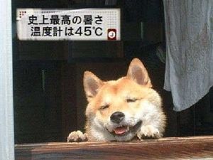 犬 三大イーヌ カリカリーヌ ケーキーヌ イッヌ どうぶつちゃんねる