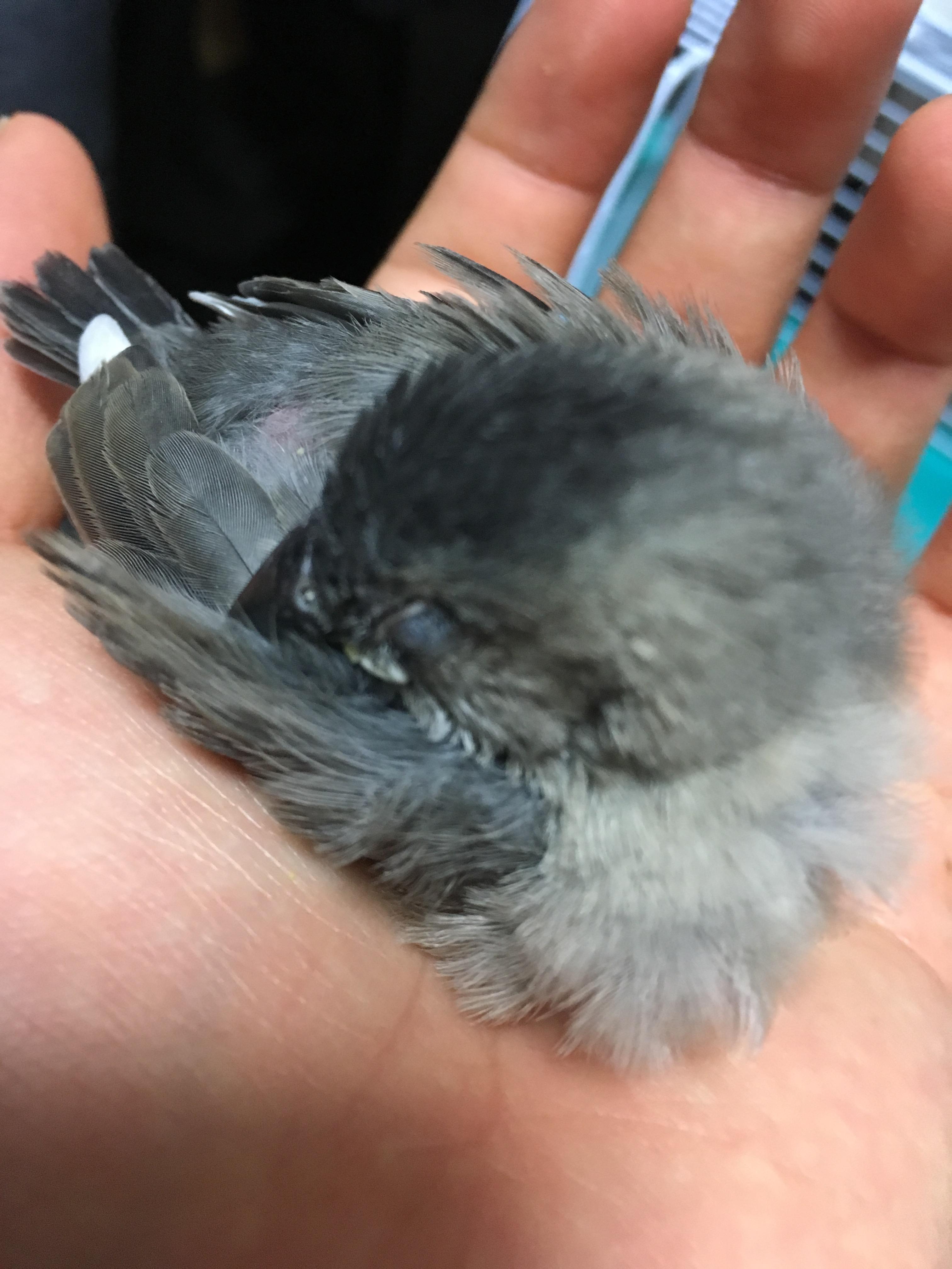 朗報 ワイの文鳥が可愛すぎるｗｗｗｗｗｗｗｗｗ どうぶつちゃんねる