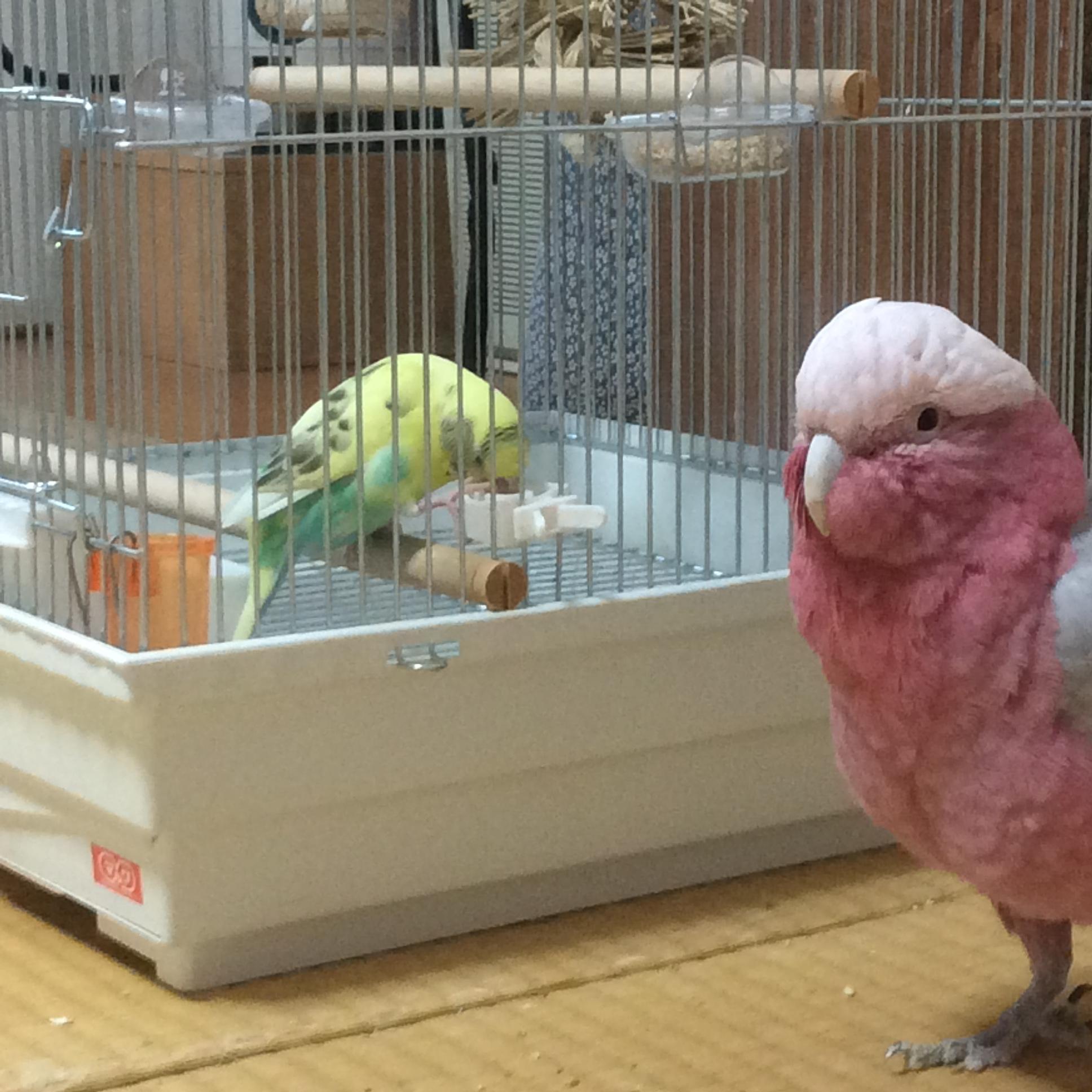 朗報 ワイの文鳥が可愛すぎるｗｗｗｗｗｗｗｗｗ どうぶつちゃんねる