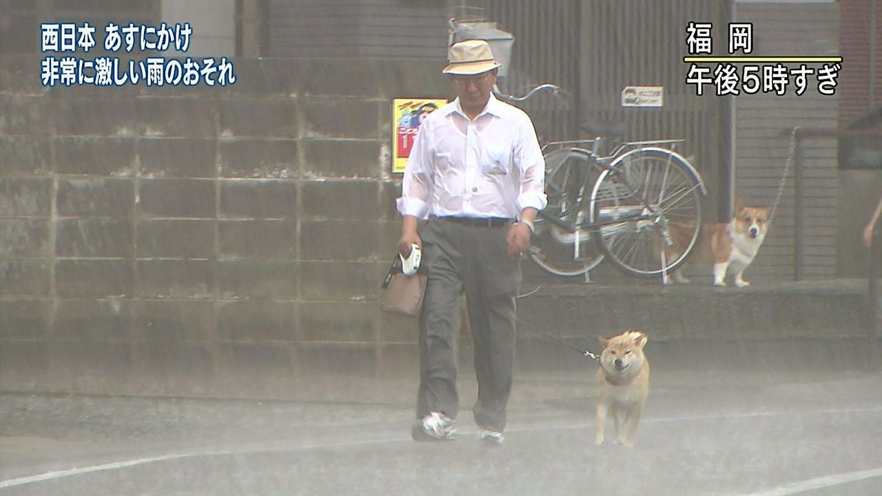 画像 柴犬かわいすぎワロタｗｗｗｗｗｗｗｗｗｗｗｗｗｗｗ どうぶつちゃんねる