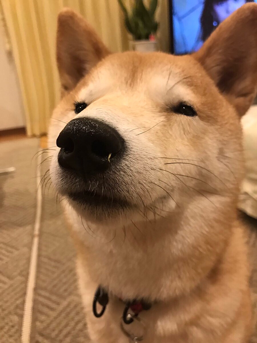 ガイジーヌ 悲報】ガイジーヌ、飼い主に溺愛されていたｗｗｗｗｗｗｗｗｗｗｗｗｗ: どうぶつちゃんねる