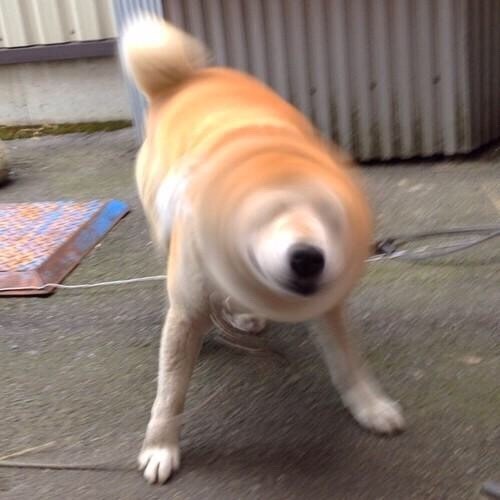 柴犬とかいう地雷犬ｗｗｗｗｗｗｗｗｗｗｗｗｗｗ どうぶつちゃんねる