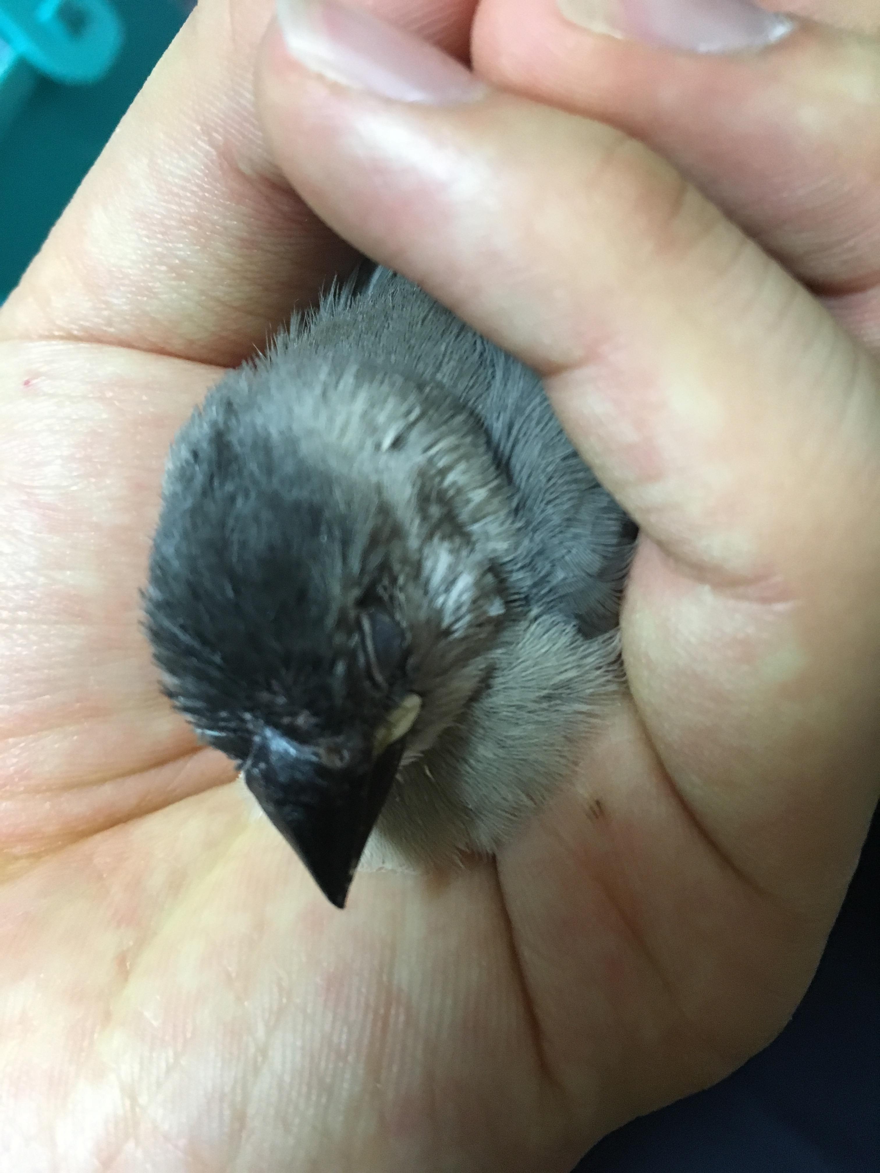 朗報 ワイの文鳥が可愛すぎるｗｗｗｗｗｗｗｗｗ どうぶつちゃんねる