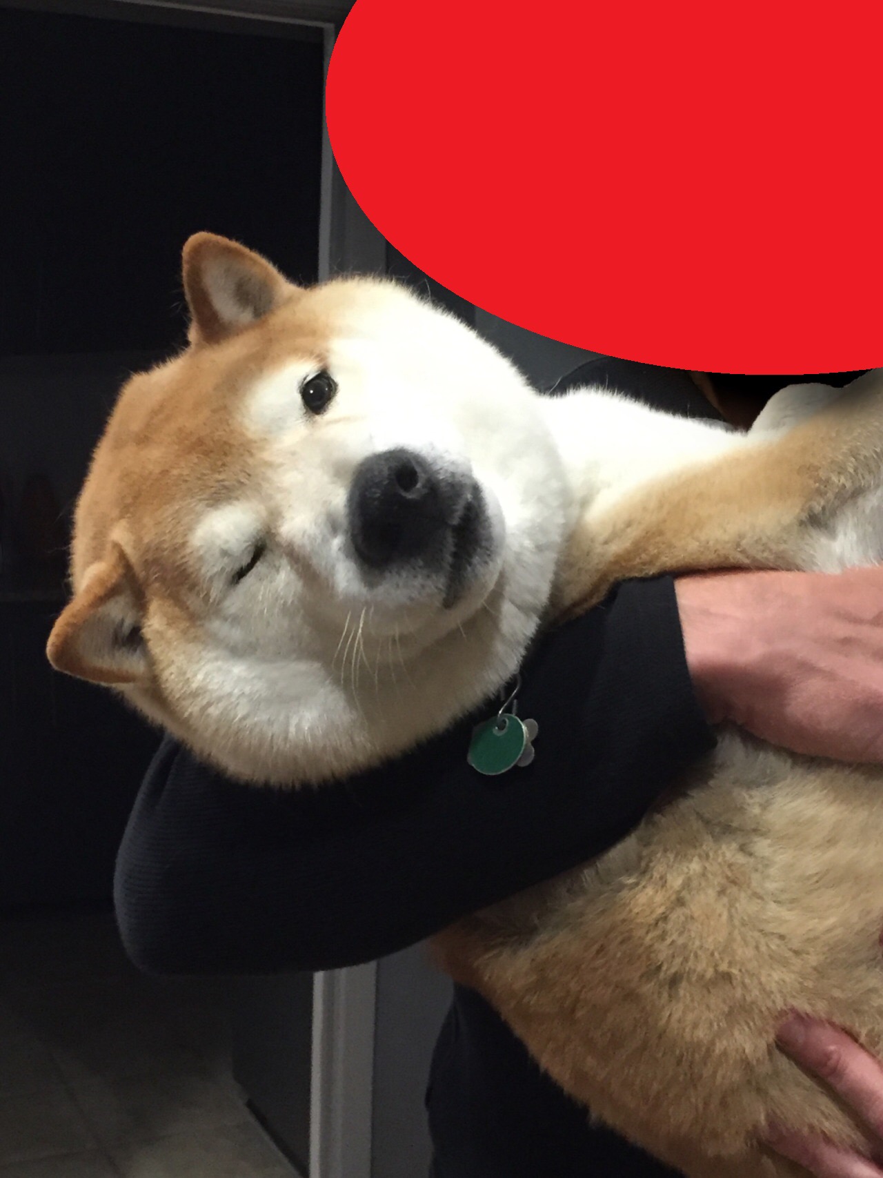 朗報 ケーキーヌ 爆誕ｗｗｗｗｗｗｗｗｗｗｗｗｗｗｗｗｗｗｗｗｗｗｗｗｗｗｗ どうぶつちゃんねる