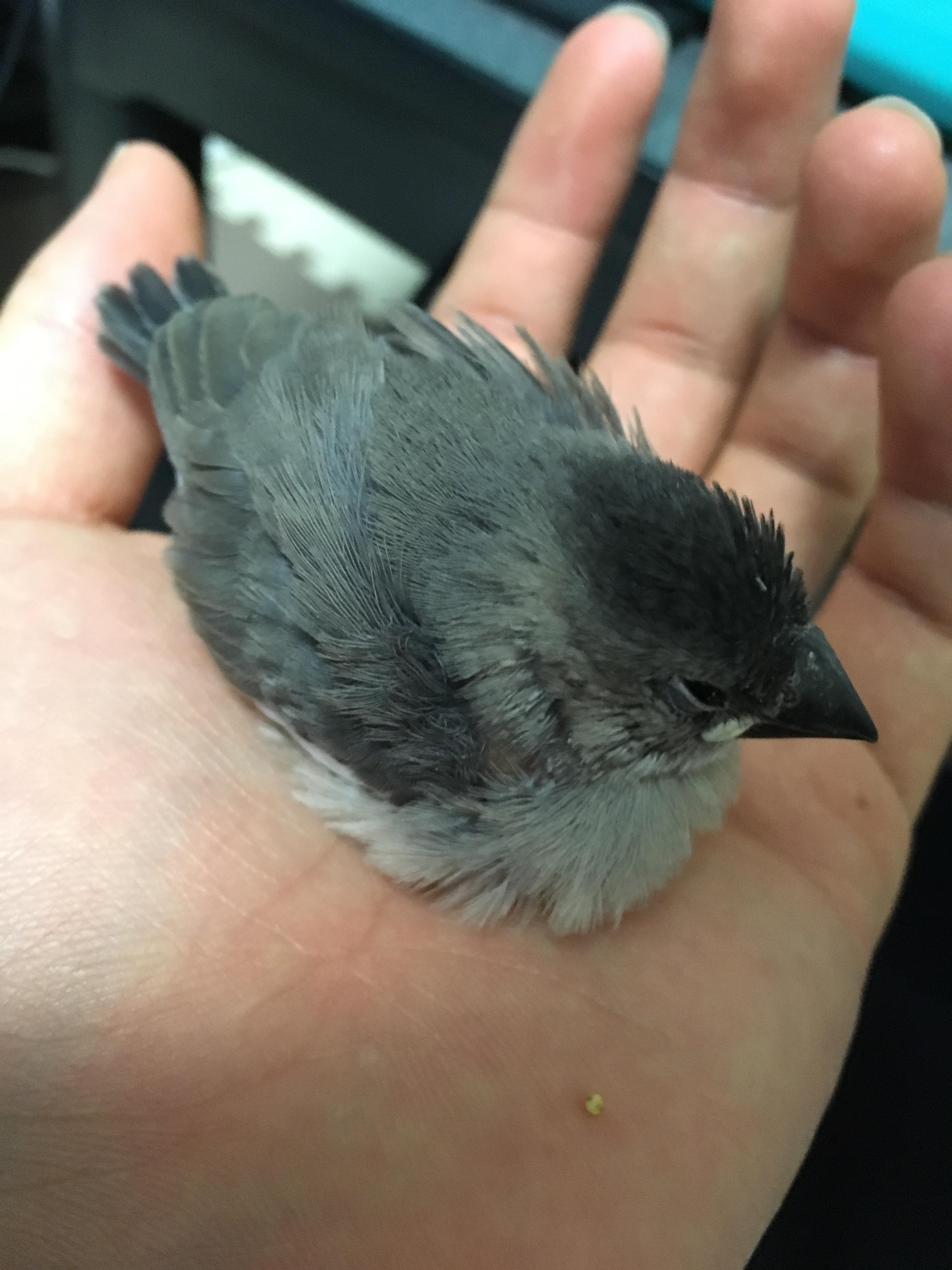 朗報 ワイの文鳥が可愛すぎるｗｗｗｗｗｗｗｗｗ どうぶつちゃんねる