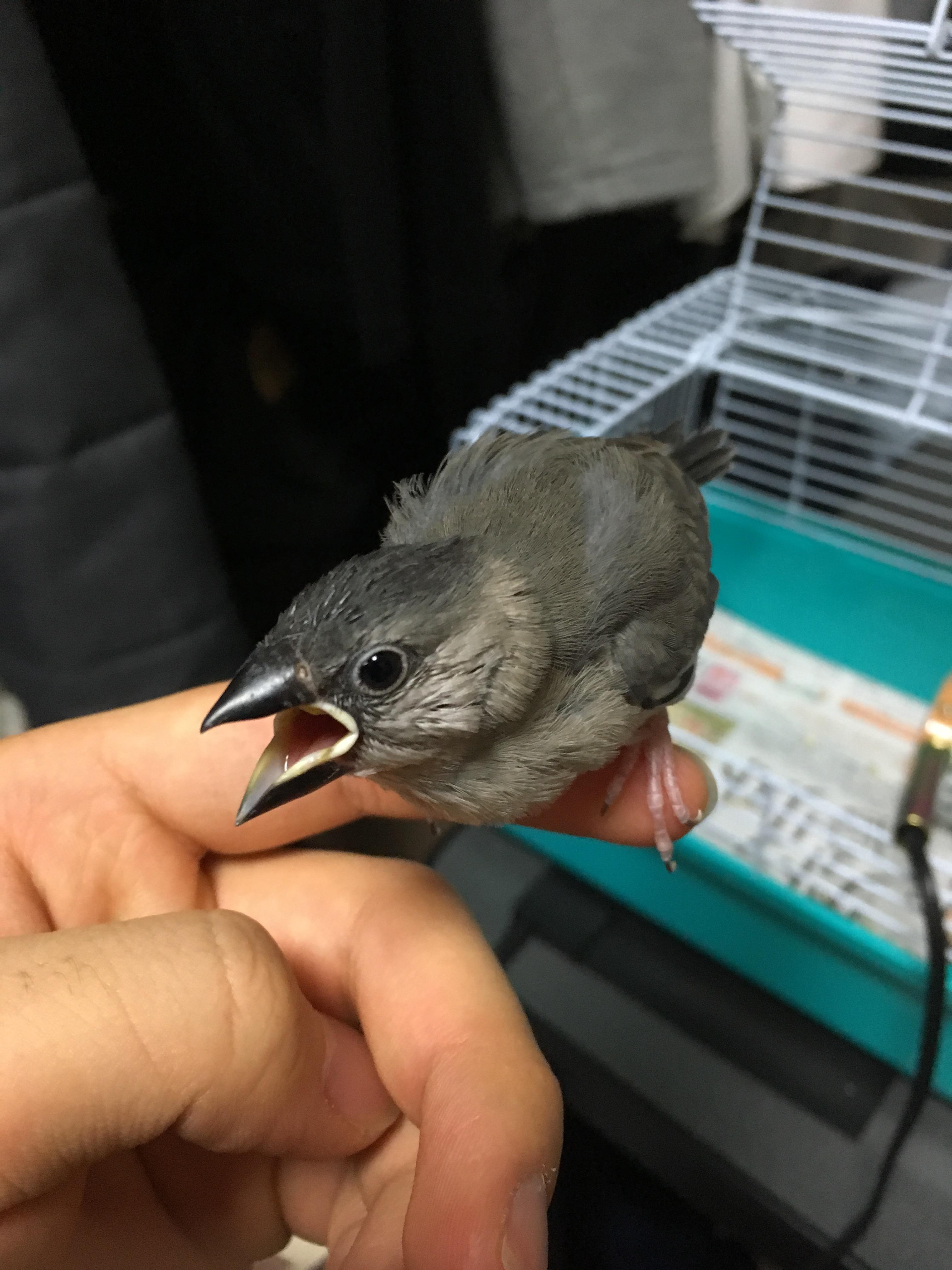 朗報 ワイの文鳥が可愛すぎるｗｗｗｗｗｗｗｗｗ どうぶつちゃんねる