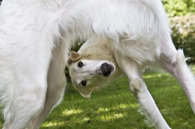 大型犬ボルゾイ脱走 ５匹は確保 残り１匹を捜索中 市内では飼い犬１匹が噛まれて死ぬ事件も どうぶつちゃんねる