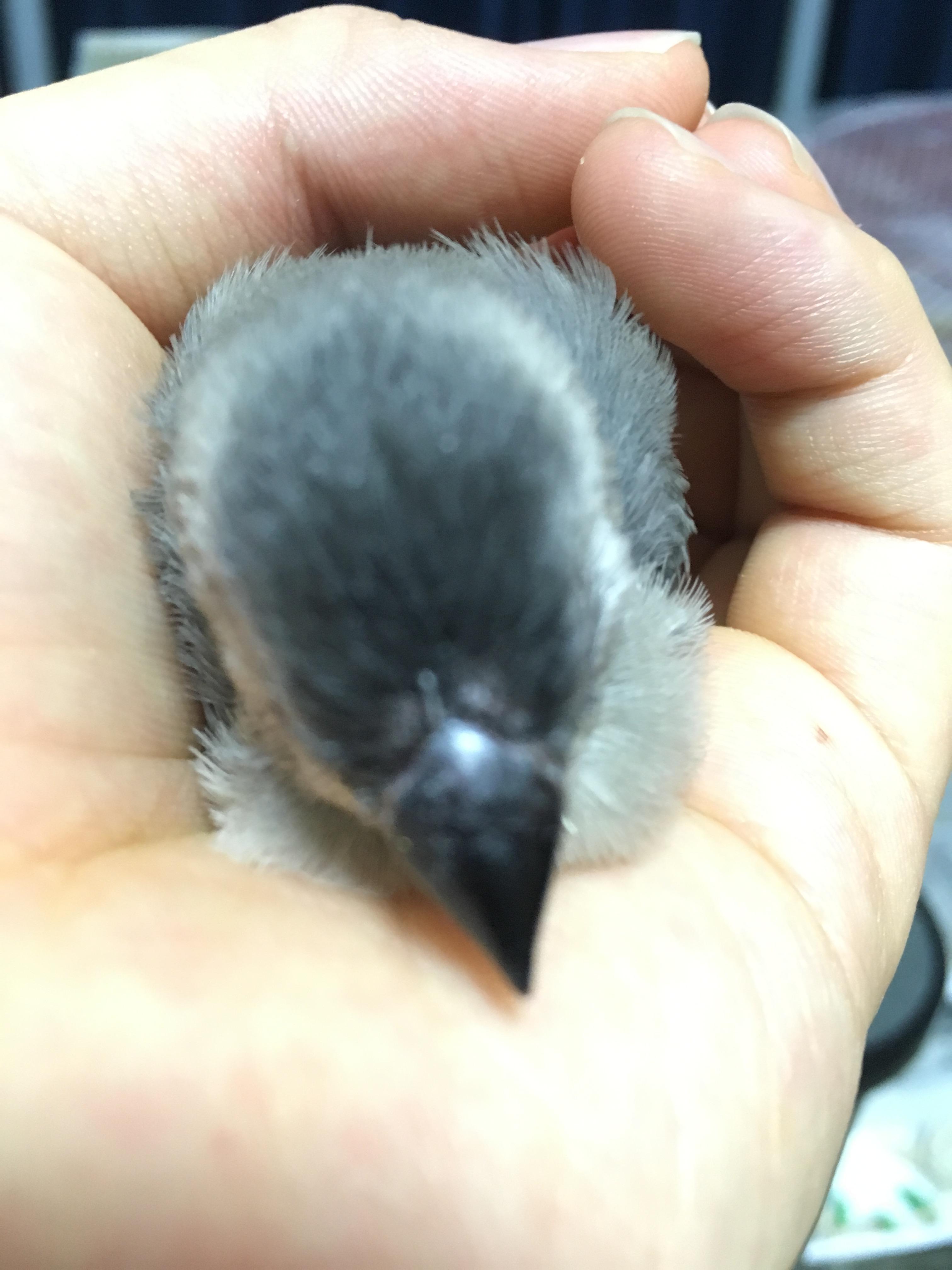 朗報 ワイの文鳥が可愛すぎるｗｗｗｗｗｗｗｗｗ どうぶつちゃんねる