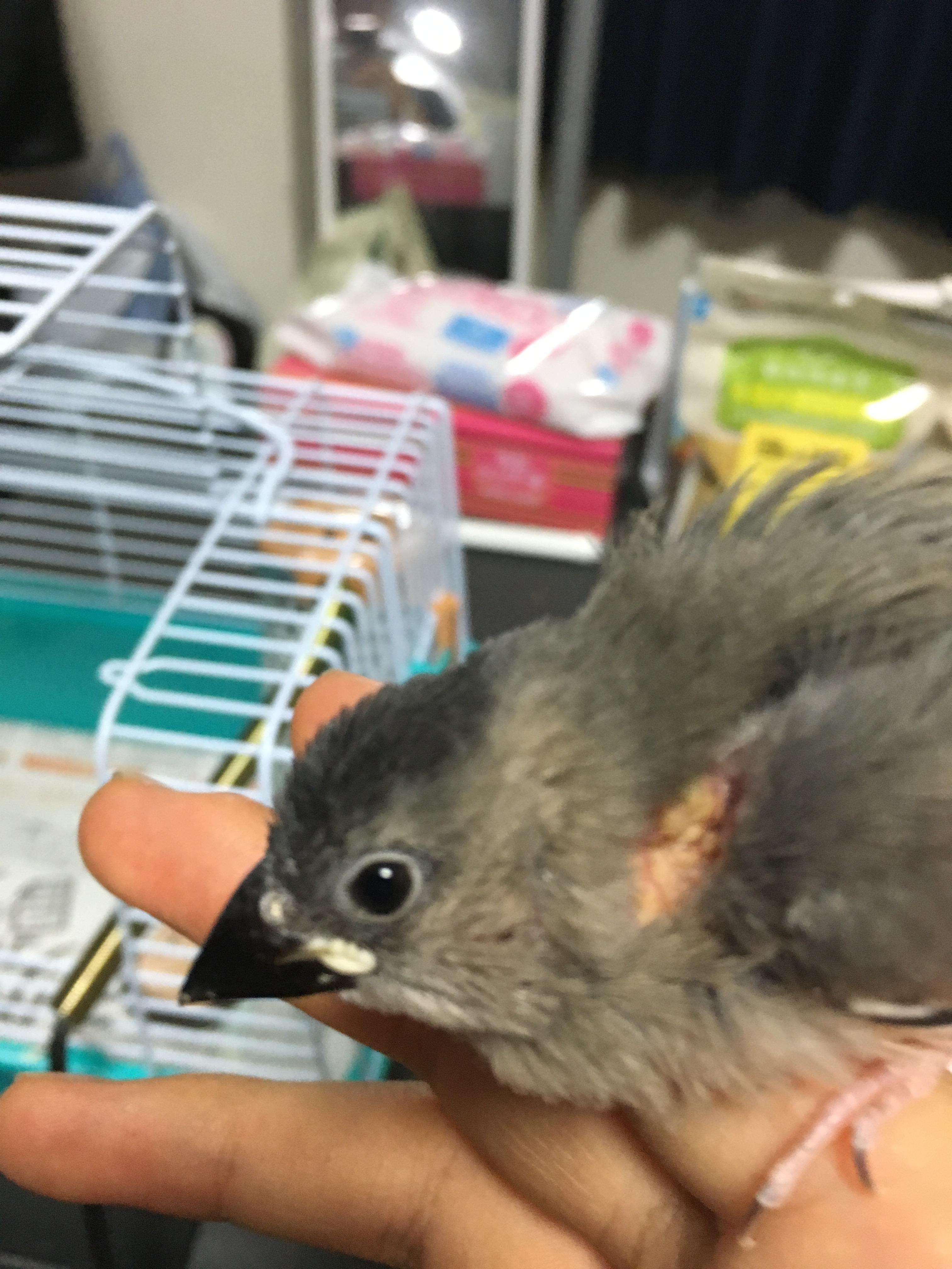 朗報 ワイの文鳥が可愛すぎるｗｗｗｗｗｗｗｗｗ どうぶつちゃんねる