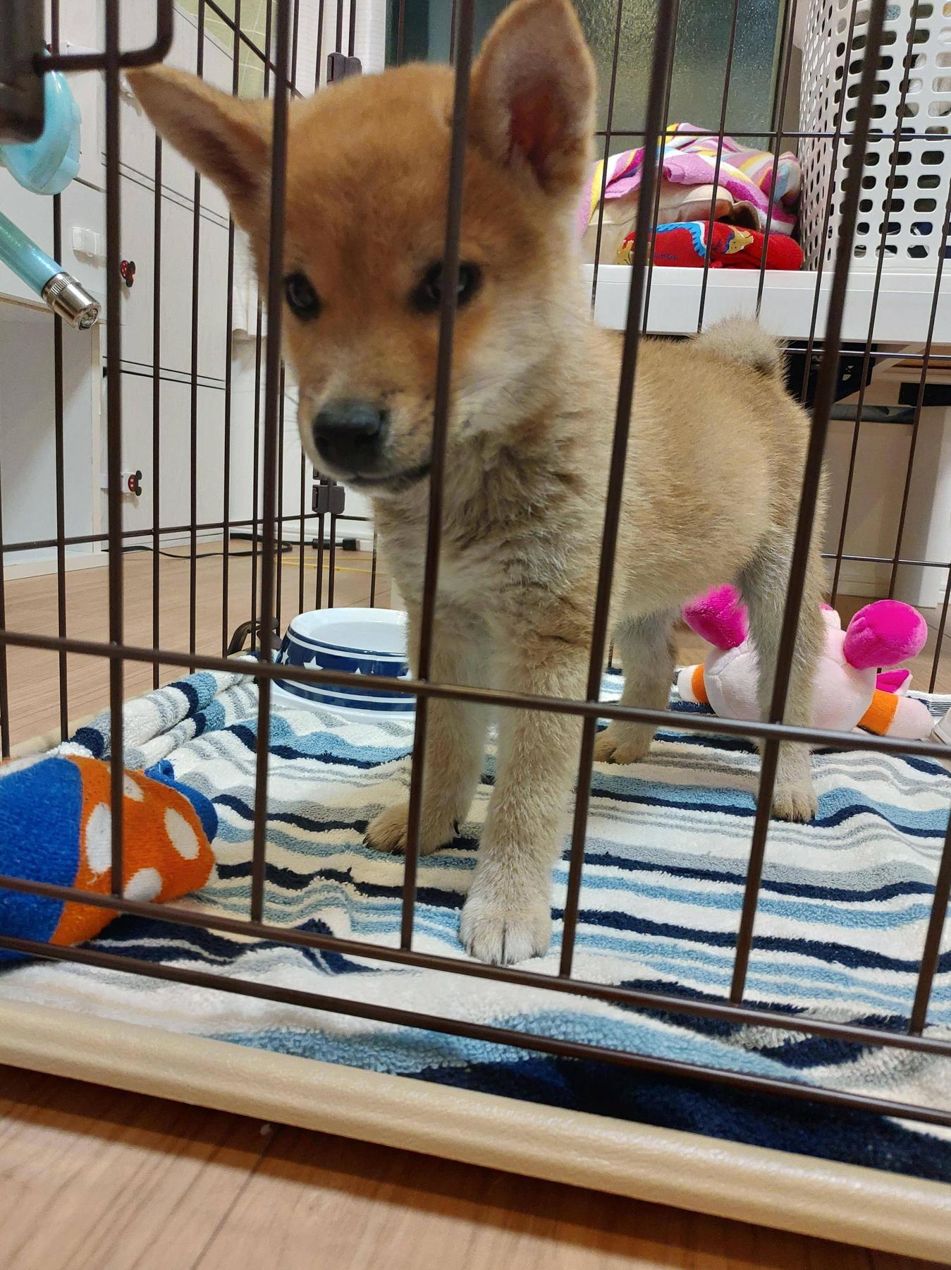 ゴールデンレトリバー飼うか柴犬飼うかで迷ってるんやが!! どうぶつちゃんねる ゴールデンレトリバー飼うか柴犬飼うかで迷ってるんやが!! どうぶつちゃんねる